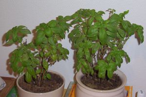 Basilic-Mars-2013.jpg