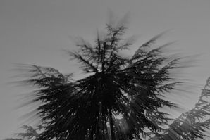 Arbres-Sepia-Juillet-2013.jpg