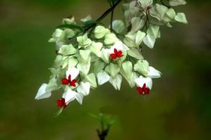 Clerodendrum-thomsoniae-2.JPG