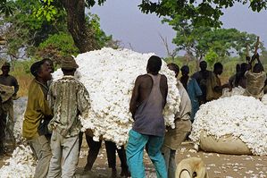 coton.jpg