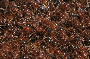fourmis-rouges.jpg