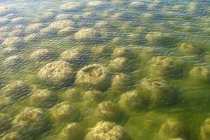 Stromatolithe-acifs.jpg