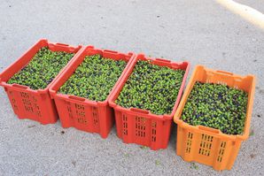 la-recolte-des-olives 2188