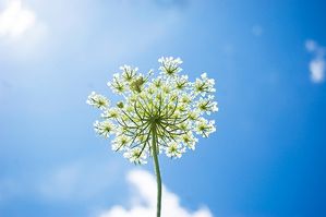 flower-front-of-the-sky.jpg