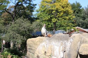 Zoo-Central-Park 7214