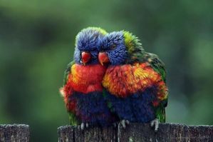 OISEAUX-MULTICOLORES.jpg