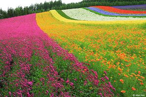 211617887-colorful-garden