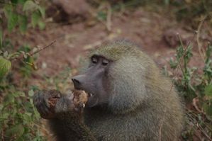 T Manyara babouin mange