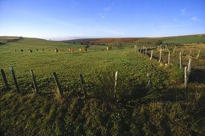 AUBRAC.jpg