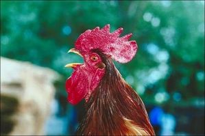 CoqSuisse.jpg