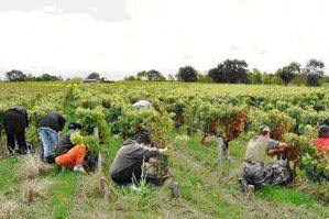 vendges2010GHG.jpg