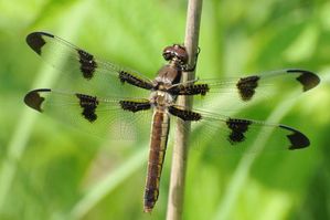 dragonfly---libellule.jpg