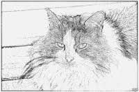 chat-de-la-pointe-courte.jpg