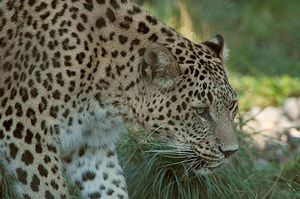 leopard perse
