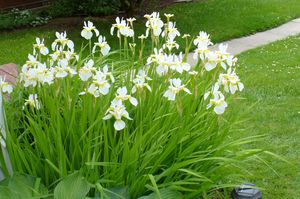 iris-blanc.JPG