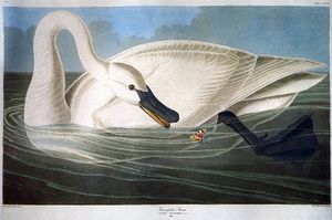 audubonr