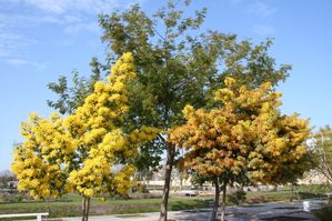 Acacia dealbata et A baileyana 24074 redimensionner