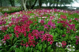 primevère des jardins primevère des jardins, primula japonica