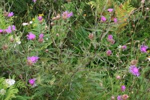 Achillea--chardon_20925b.jpg