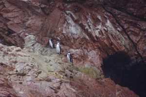IMGP3290 Pingouins Paracas Pérou