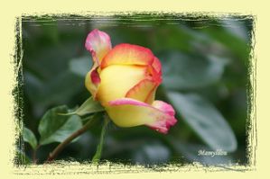 20100530 3rose jaune