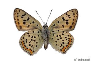 Copie de Lycaena tityrus France La Chevrolière 44-copie-1