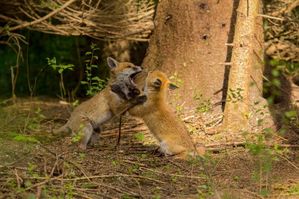 Rencontres imagesnature vaudioux
