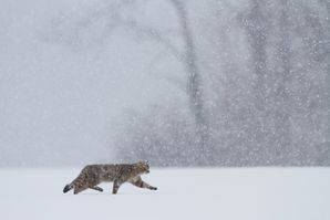 Rencontres imagesnature vaudioux