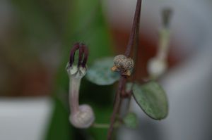 ceropegia-woodii2.jpg