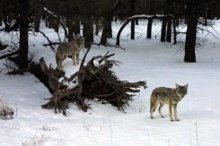 loups