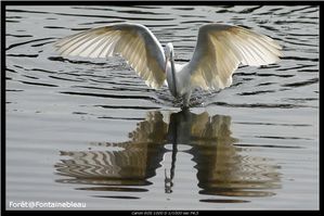 rencontres animalieres en foret de fontainebleau