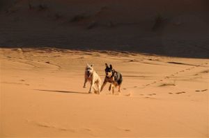 DSC_0914.jpg