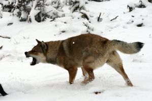 shikoku-inu-joue