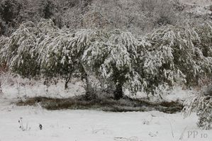 olivier sous la neige 3