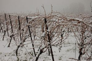vigne sous la neige 1