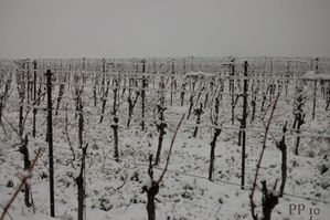 vigne sous la neige 2