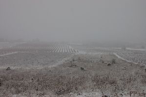 vigne sous la neige 4