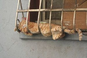 chat 6
