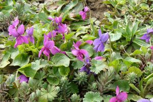 bouquet de violettes