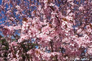 Printemps1