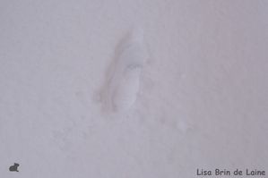 neige4