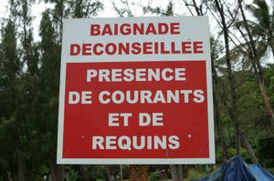 requins.jpg