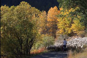 879-l-automne-dans-les-alpes-de-hautes-provence