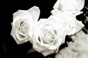 roses-blanches.jpg