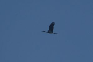 Cigogne-noire-11.8.12-JBe.jpg