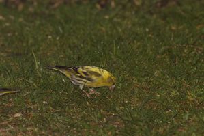 tarin-trop-jaune2.jpg