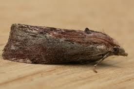 galleria-mellonella.jpg