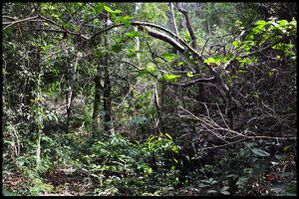 Dans la jungle du Bokor.