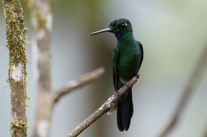 Green-crowned Brillant mâle