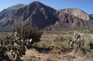 1. Cactus dans la descente